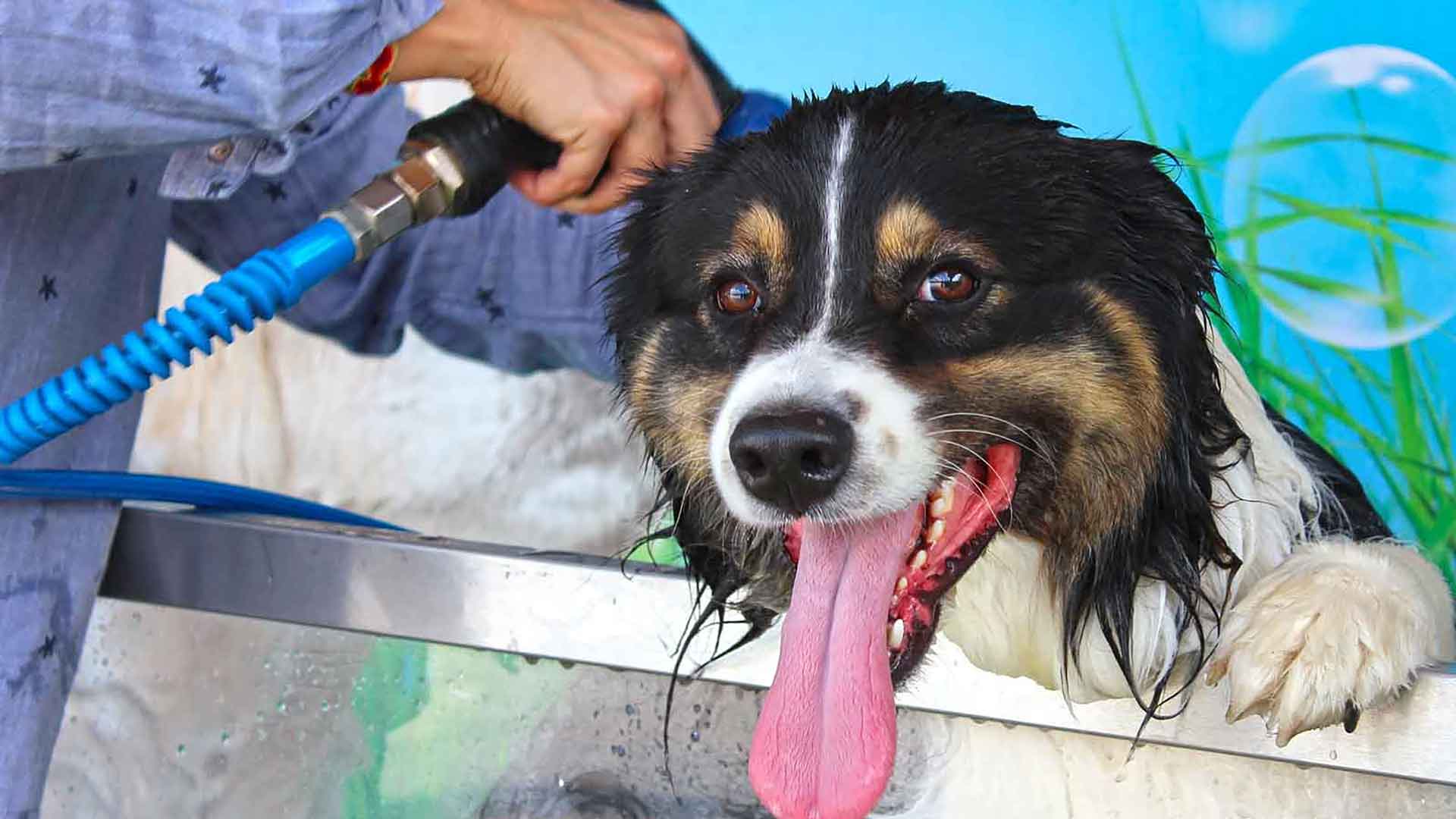 Dog Wash : la région PACA en première ligne pour le nettoyage des toutous en libre service !