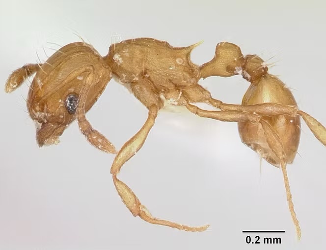 Fourmi électrique : Le Var, seul département de la région PACA et de France menacé. Pour combien de temps ?