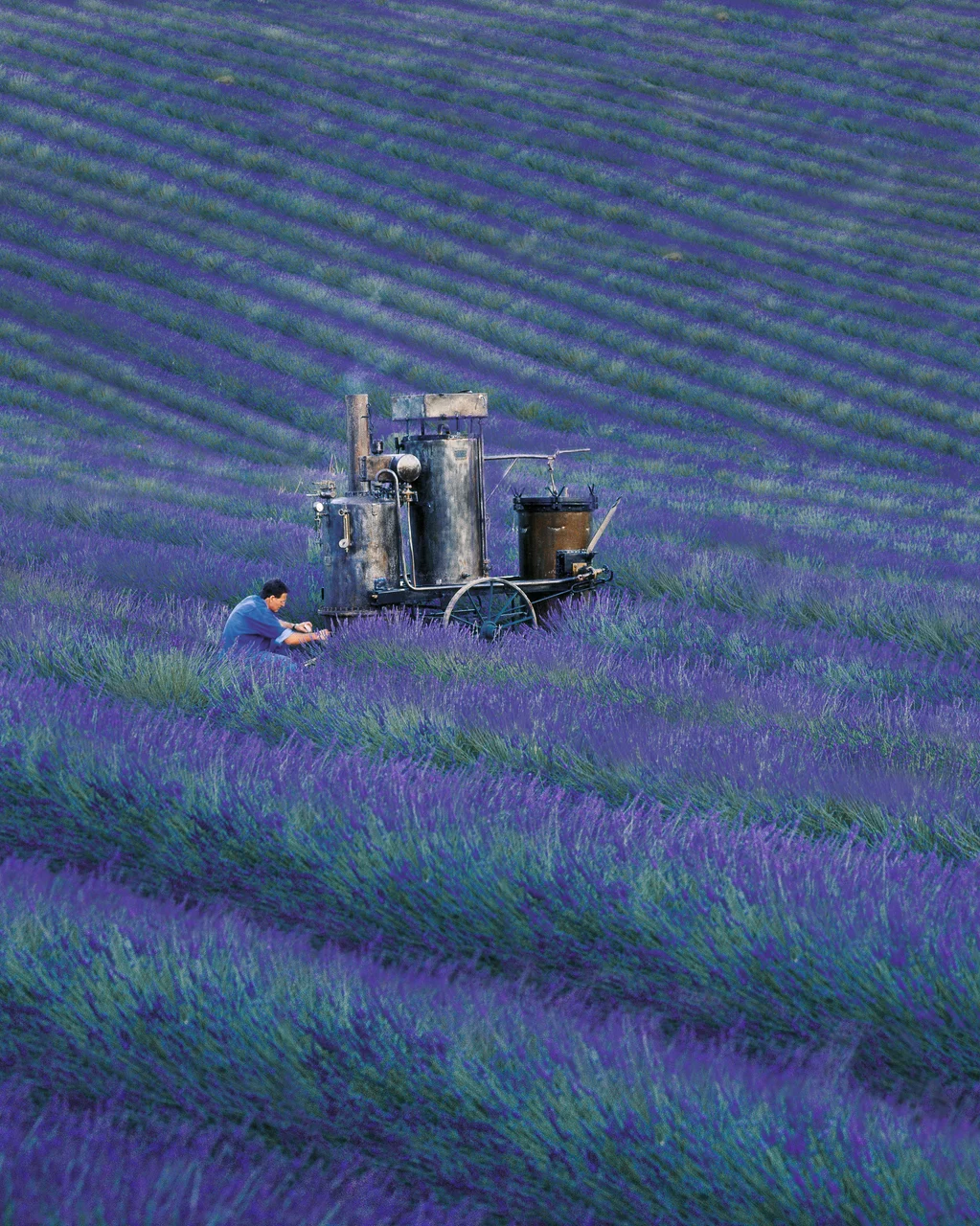 L’Occitane en Provence fête ses 50 ans