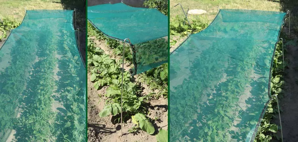 Protégez votre potager du soleil et de la canicule : 10 méthodes efficaces